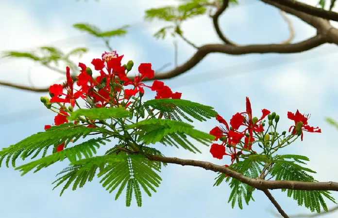 Đoạn văn tả hoa phượng - mẫu 1