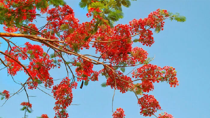 Đoạn văn tả hoa phượng - mẫu 2
