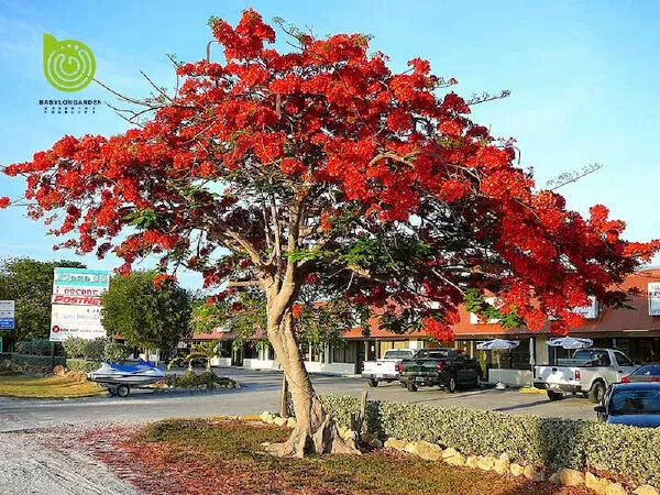 Đoạn văn tả hoa phượng - mẫu 3