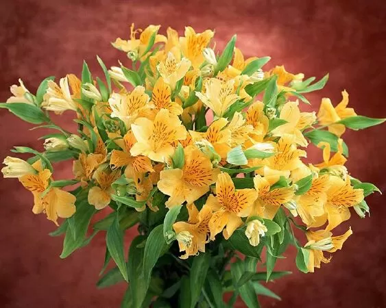 Đoạn văn tả hoa ly