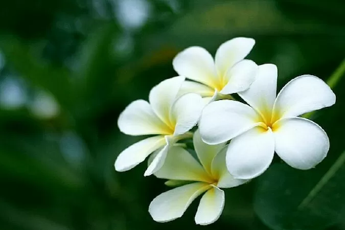 Đoạn văn tả hoa đại