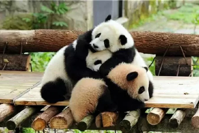 Sở thú Trùng Khánh