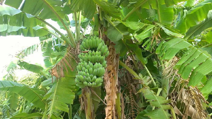 Bài văn tả cây chuối - mẫu 4