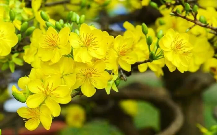 Top 11 đoạn văn tả hoa mai hay nhất lớp 3