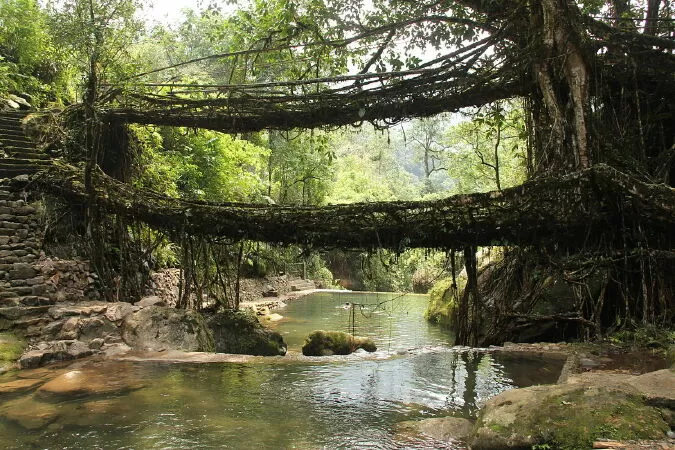 Cây cầu Living Root, Ấn Độ