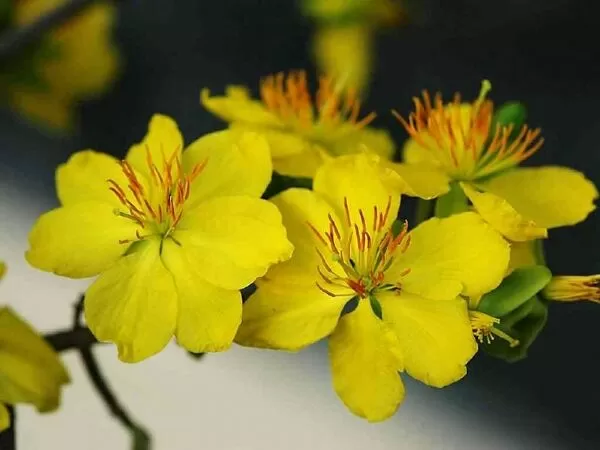 Bài văn tả hoa mai - mẫu 5