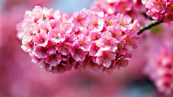 Bài văn tả hoa đào - mẫu 2