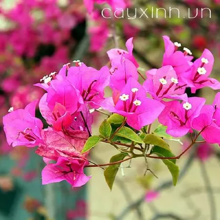 Bài văn tả hoa giấy - mẫu 2