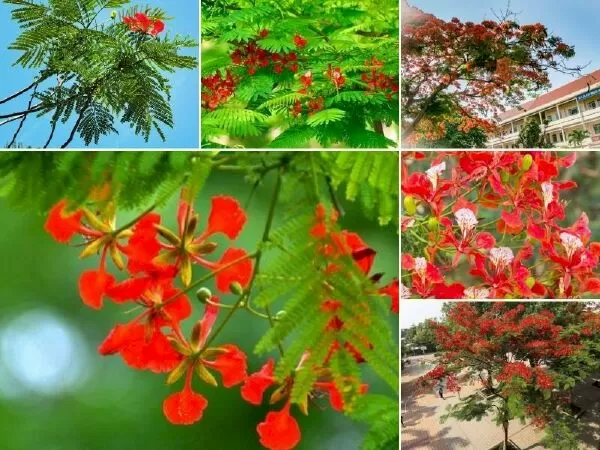 Đoạn văn tả cây phượng vĩ - mẫu 2