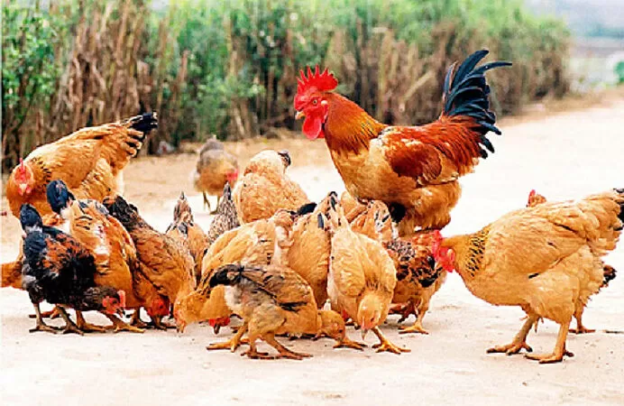 Bài văn mẫu tả con gà - Mẫu số 6
