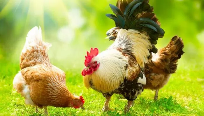 Bài văn mẫu tả con gà - Mẫu số 9