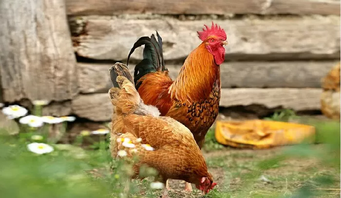 Bài văn mẫu tả con gà - Mẫu số 8