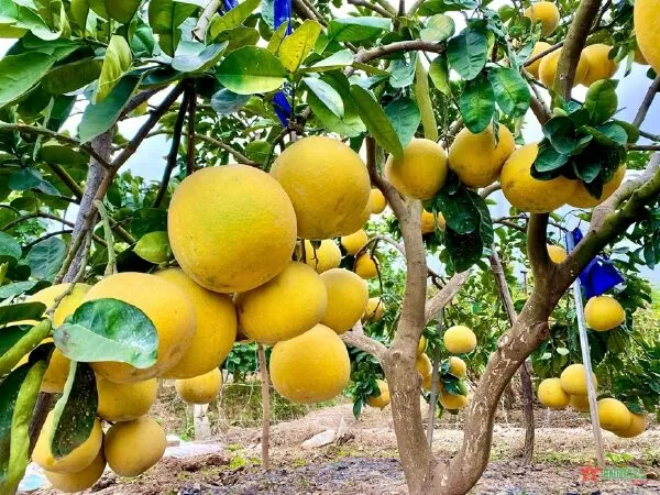 Mẫu 6 - Tả quả bưởi Diễn