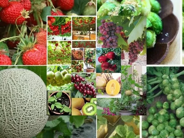 Đoạn văn tả cây em yêu thích - mẫu 5