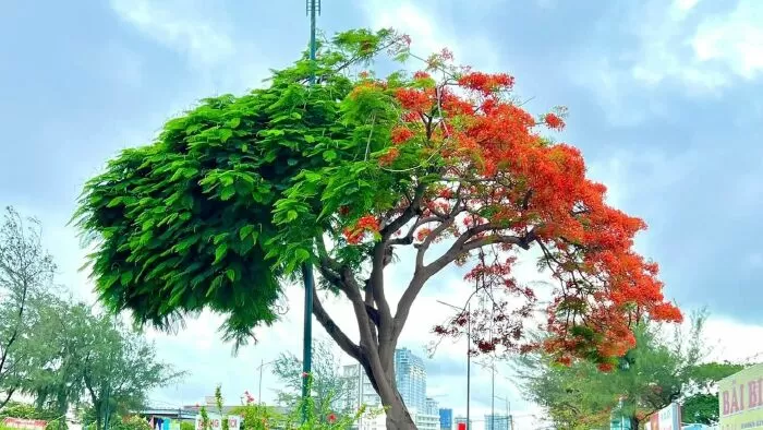 Top 20 Đoạn Văn Miêu Tả Cây Phượng Hay Nhất Lớp 5 Bạn Chẳng Thể Bỏ Lỡ