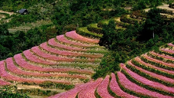 Cánh đồng hoa tam giác mạch
