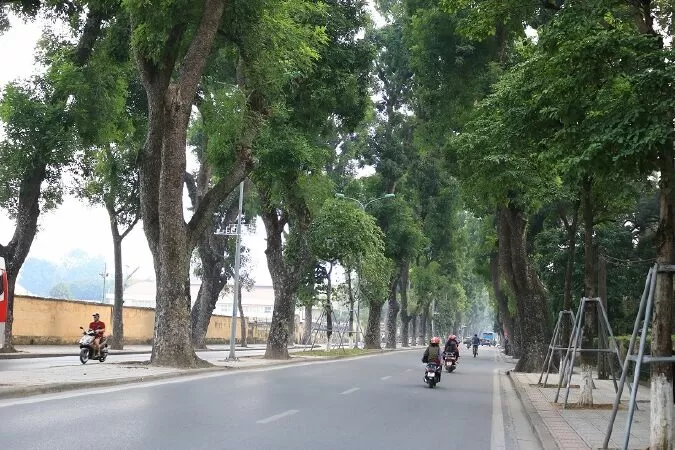Top 10 đoạn văn tả vẻ đẹp cây xanh đường phố Hà Nội hay nhất lớp 3