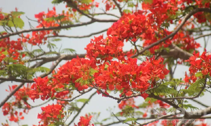 Đoạn văn tả mùa hạ - mẫu 2