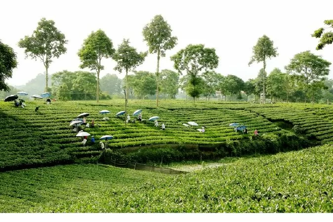 Top 42 đoạn văn tả cảnh nông thôn hay nhất lớp 3