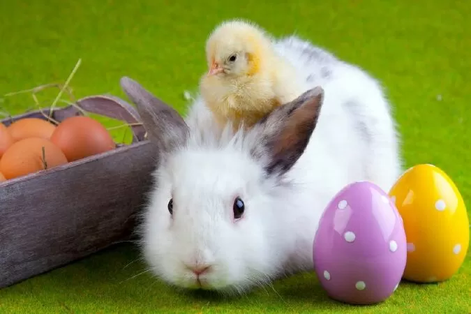 Top 30 Đoạn Văn Miêu Tả Con Thỏ Đáng Yêu Hay Học Sinh Lớp 5 Nên Tham Khảo