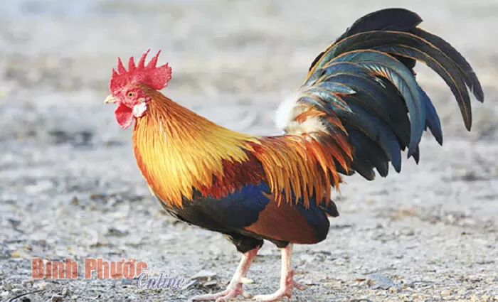 Đoạn văn tả con gà trống - mẫu 5