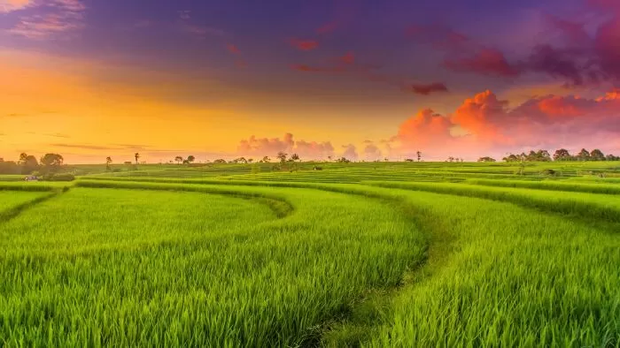 Đoạn Văn Tả Cánh Đồng - Mẫu 4