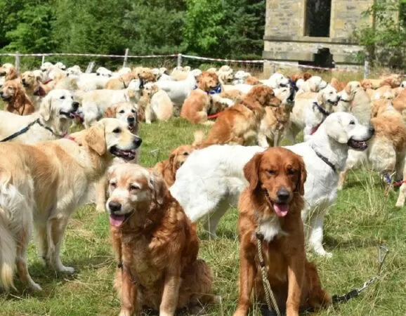 Lễ hội chó săn Golden Retriever, Scotland