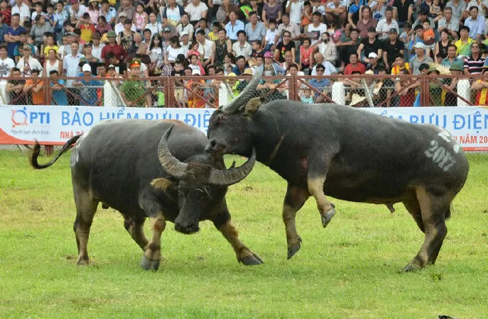 Top 13 đoạn văn kể về hội chọi trâu hay nhất lớp 3