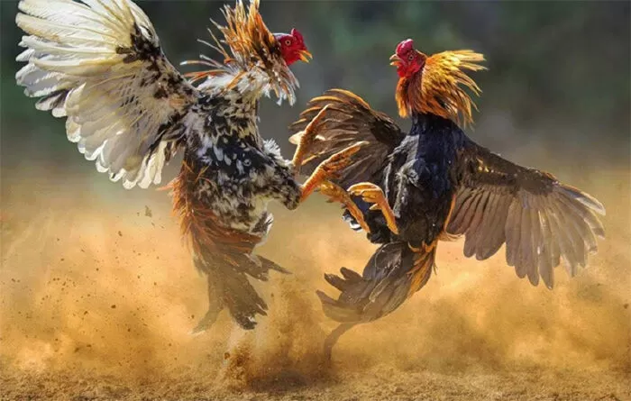 Đoạn văn kể về hội chọi gà - mẫu 3
