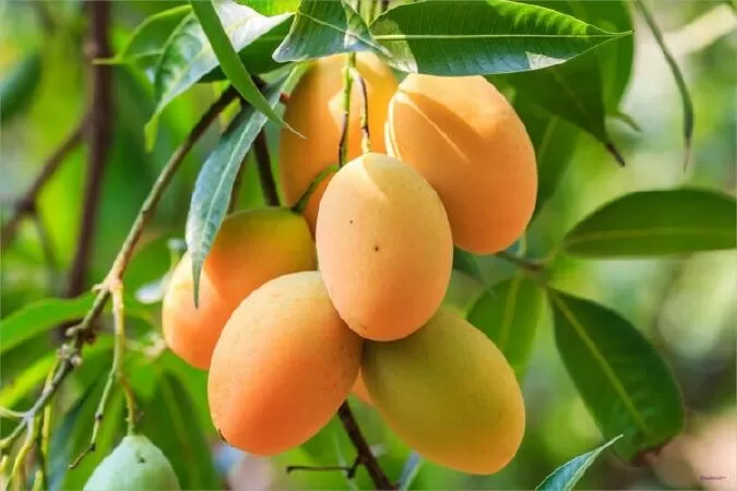 Đoạn văn tả cây xoài - mẫu 3