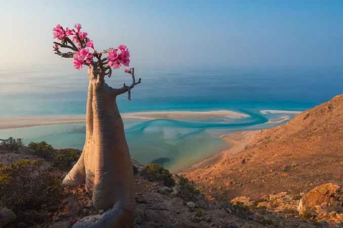 Hòn đảo Socotra, Yemen