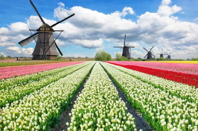 Cánh đồng Hoa tulip Keukenhof, Hà Lan
