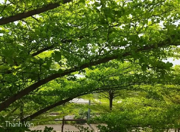 Đoạn văn tả cây bàng - mẫu 11