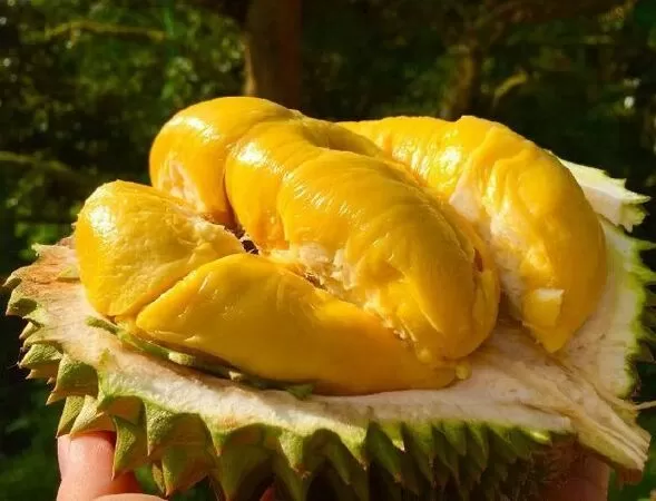 Top 30 Đoạn Văn Mẫu Tả Cây Sầu Riêng Ấn Tượng Nhất Lớp 5