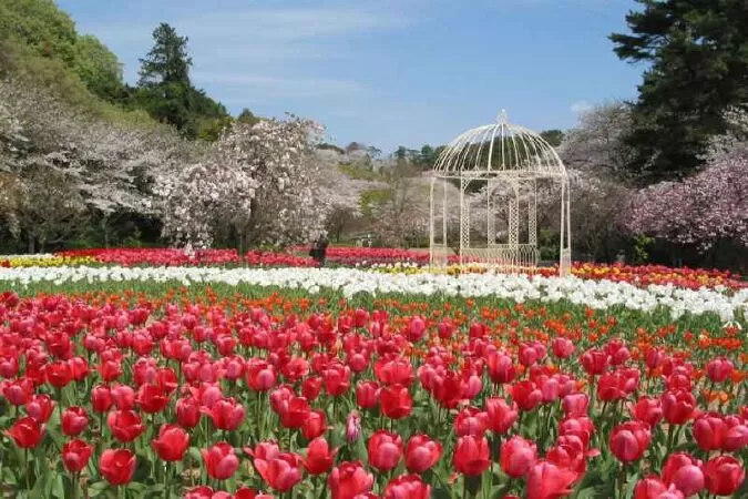 Công viên Hamamatsu Flower Park