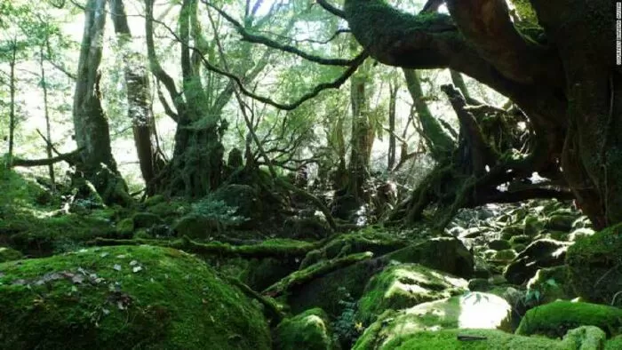 Đảo Yakushima