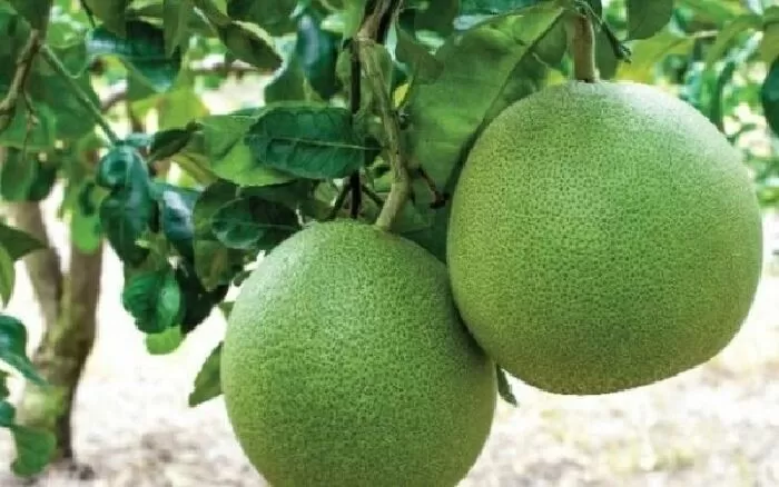 Đoạn văn tả cây bưởi - mẫu 5
