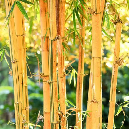 Mẫu 1 - Quê hương – hai tiếng giản dị mà nặng trĩu ân tình. Quê hương trong các bạn là gì? Là cây đa, bến nước, sân đình hay cánh đồng thẳng cánh cò bay? Quê hương trong tôi là những gì bình dị, thân thuộc nhất, một tình yêu nồng đượm: yêu quê là yê