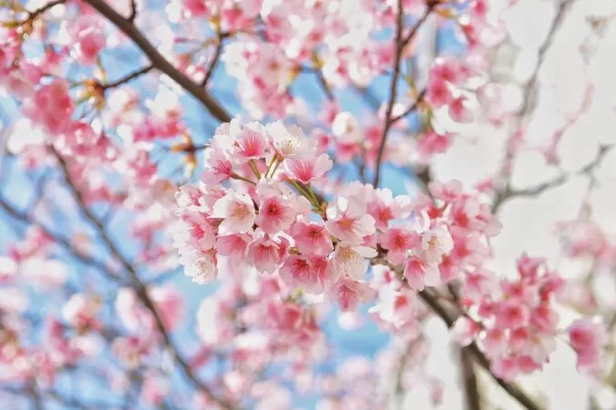 Bài văn tả cây đào. Mẫu 2