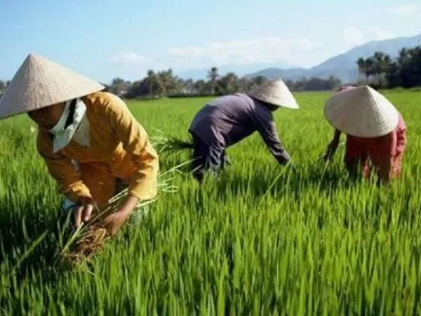 Bài mẫu số 7