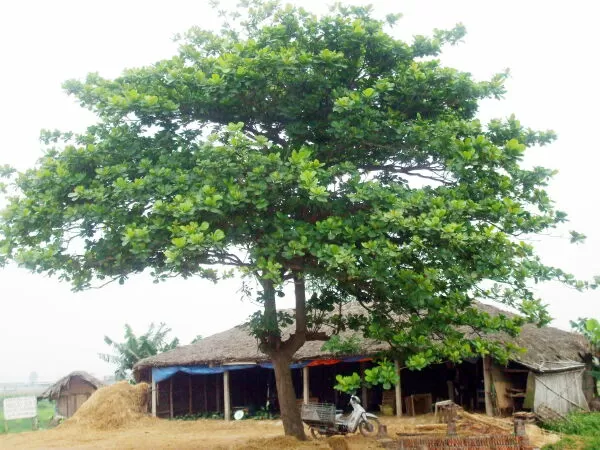 Top 10 Đoạn Văn Miêu Tả Loài Cây Em Yêu Thích Hay Nhất