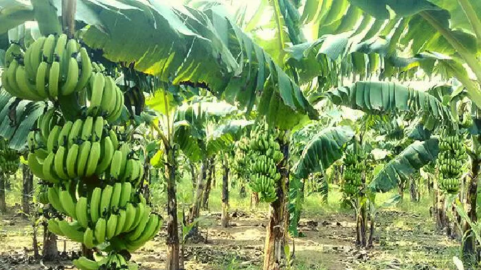 Mẫu số 2