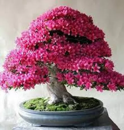 Mẫu số 4