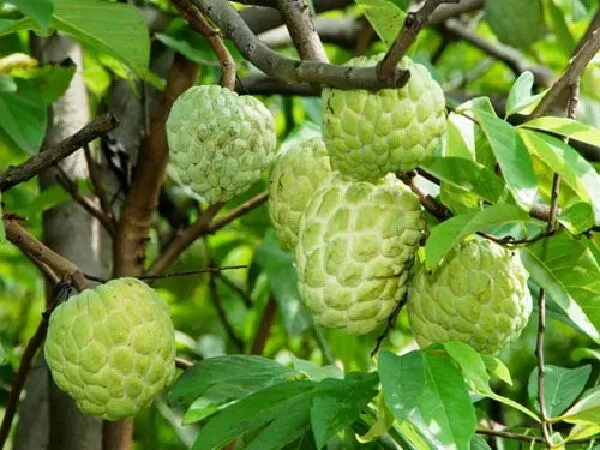 Mẫu số 5