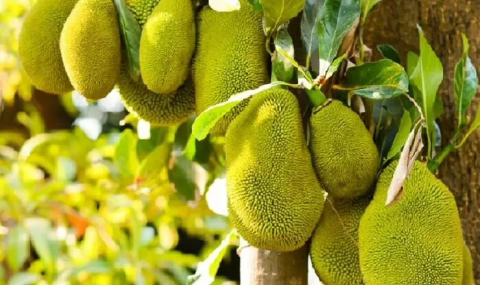 Mẫu số 6