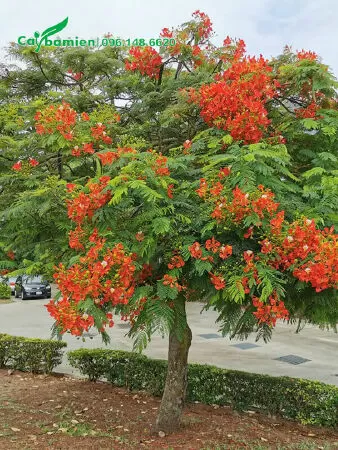 Mẫu số 7