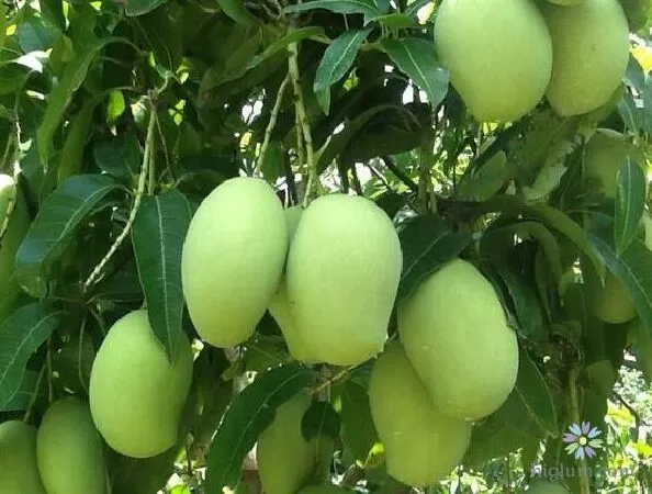 Mẫu số 9