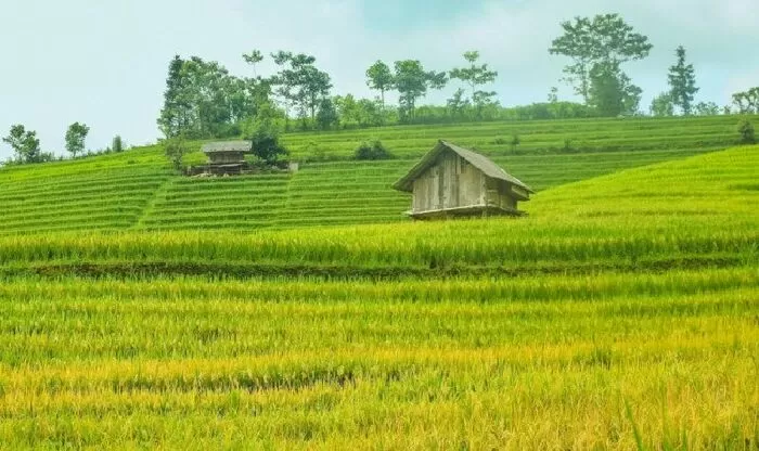 Bài văn thuyết minh về cây lúa nước lớp 9 mẫu 1