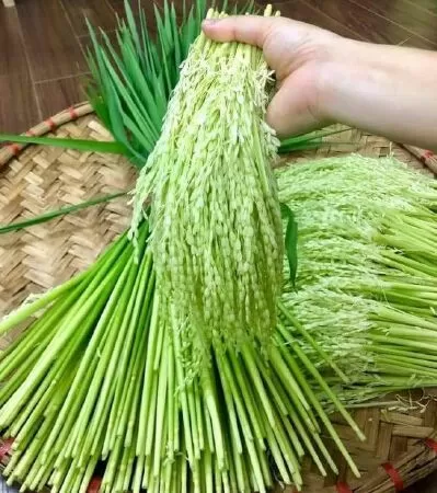 Bài văn thuyết minh về cây lúa nước lớp 9 mẫu 2