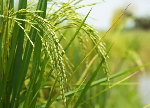Bài văn thuyết minh về cây lúa nước lớp 9 mẫu 3